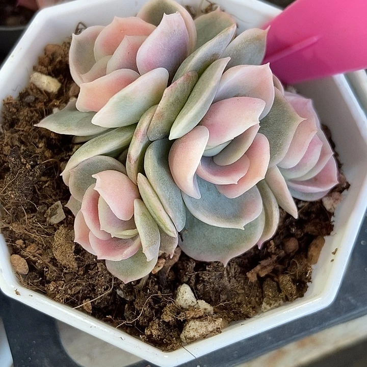 多肉植物蓝色惊喜锦811