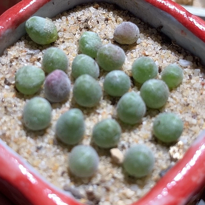 小宝辉一颗