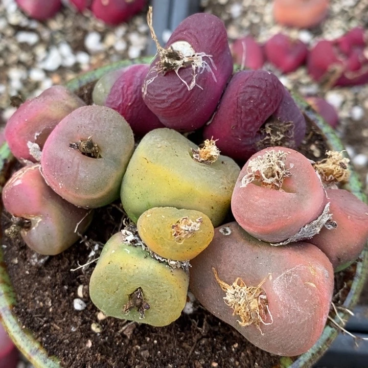 2101有伤一组一组