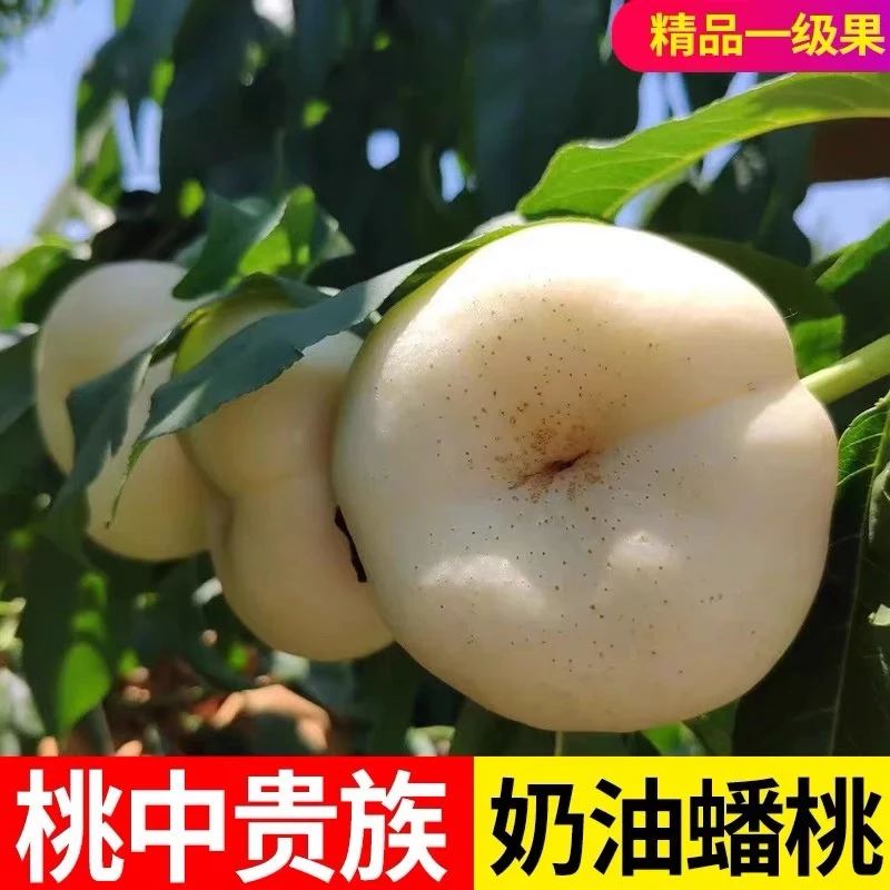 网红水果现摘现发正宗奶油蟠桃皮薄多汁爆甜扁桃子水果当季热卖
