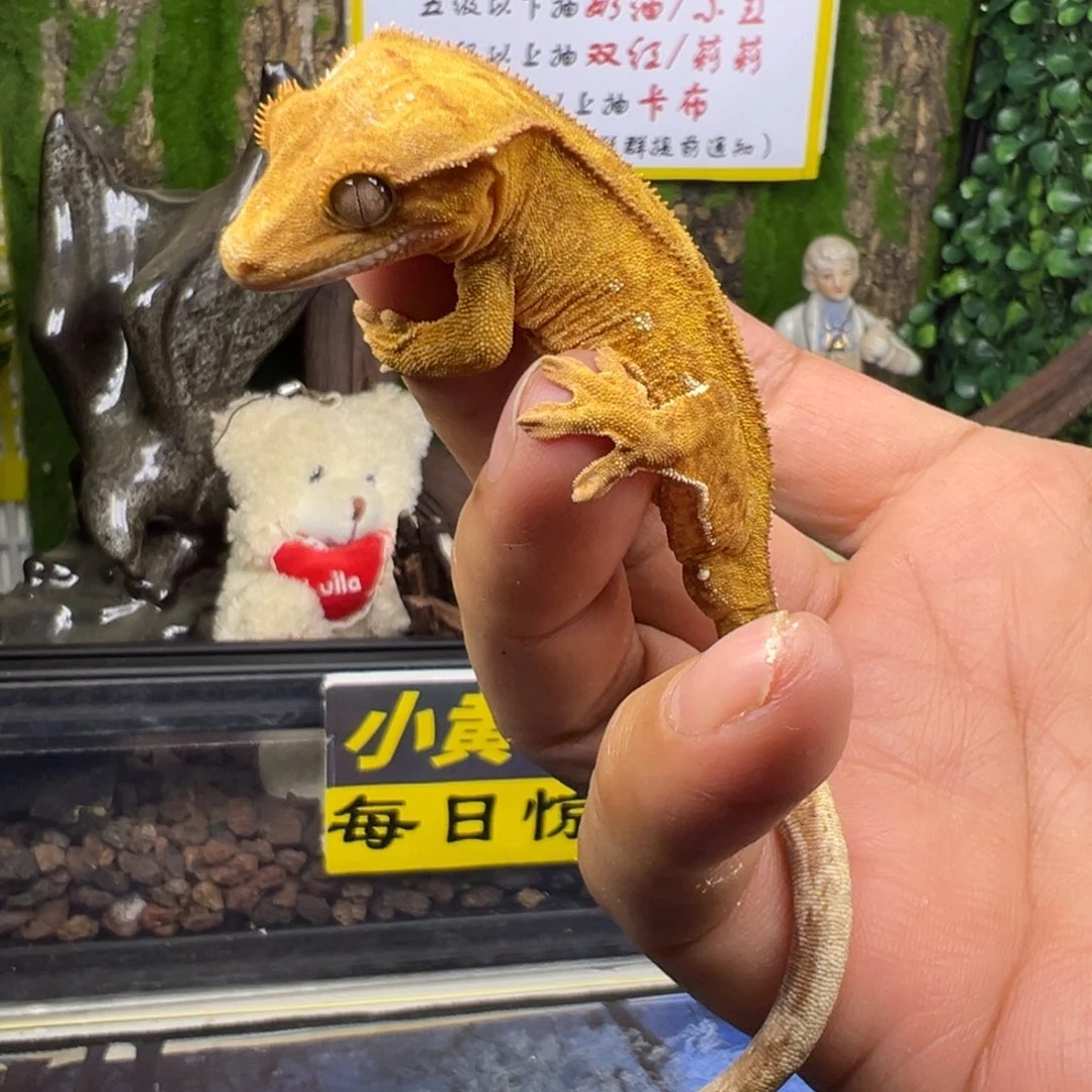 睫角守宫黄底双色波点