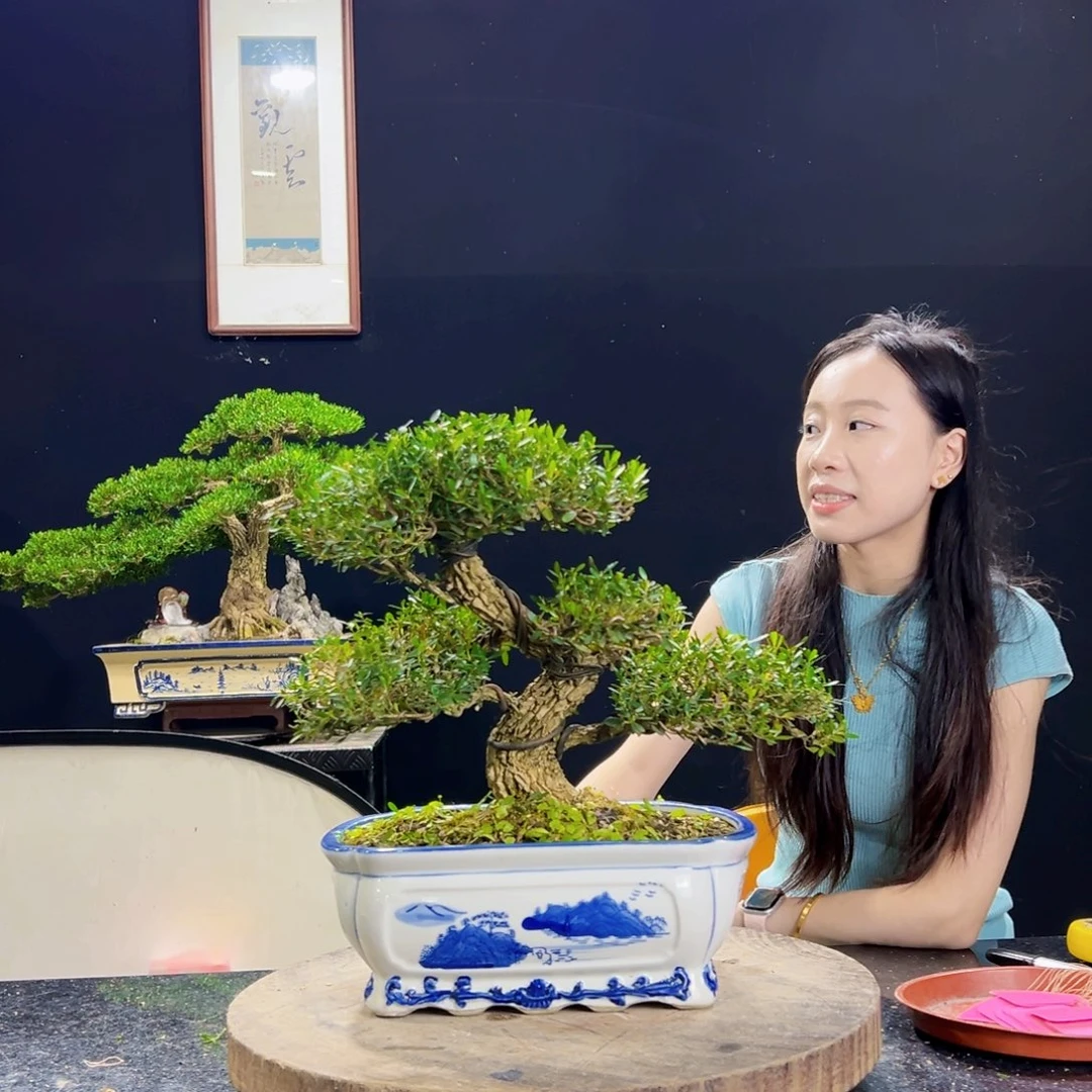 无花朵黄杨盆景四季常青