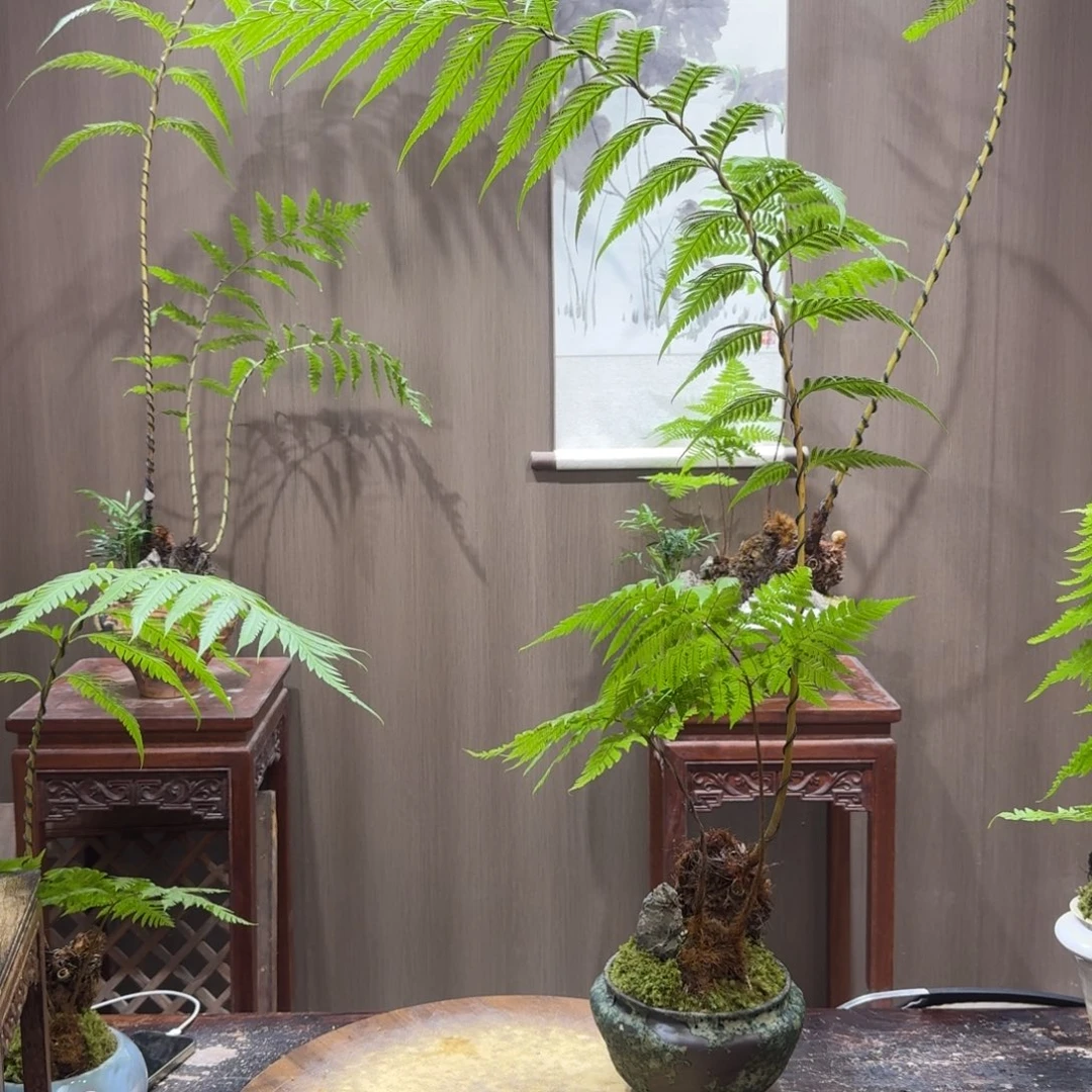 紫***然无花朵蕨类植物门类