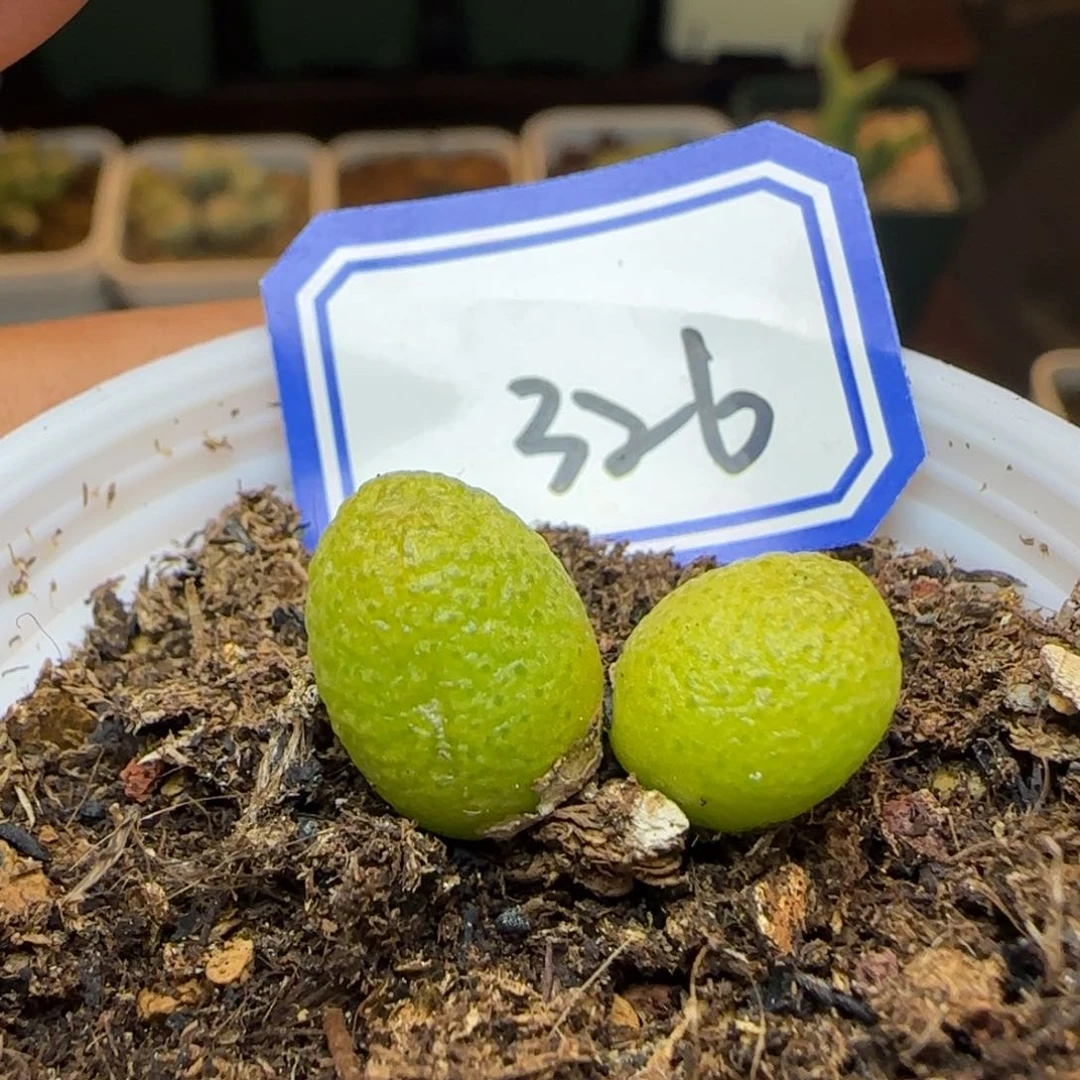 玉米双头带盆土发货。