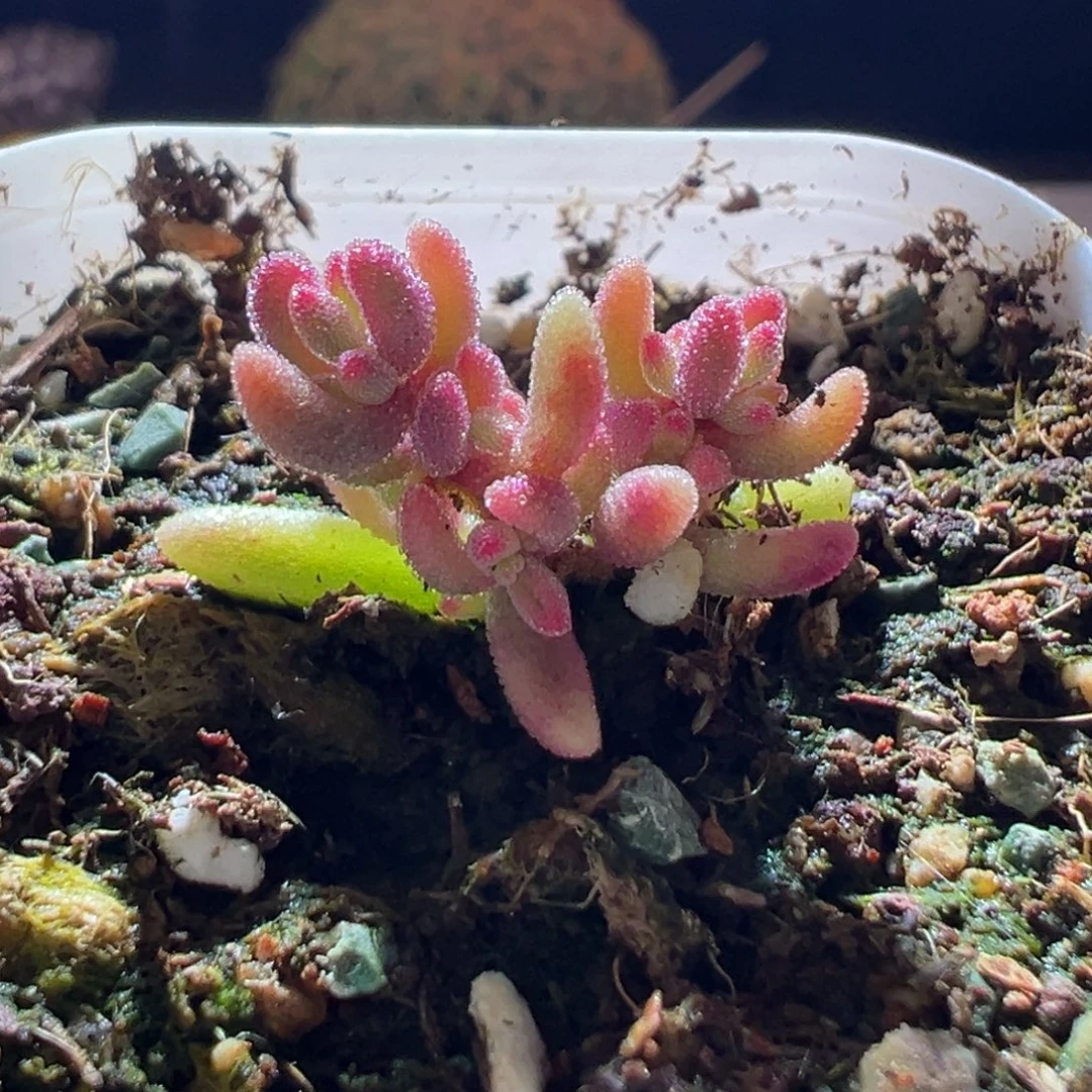 317红宝石锦一物一拍带盆土发货