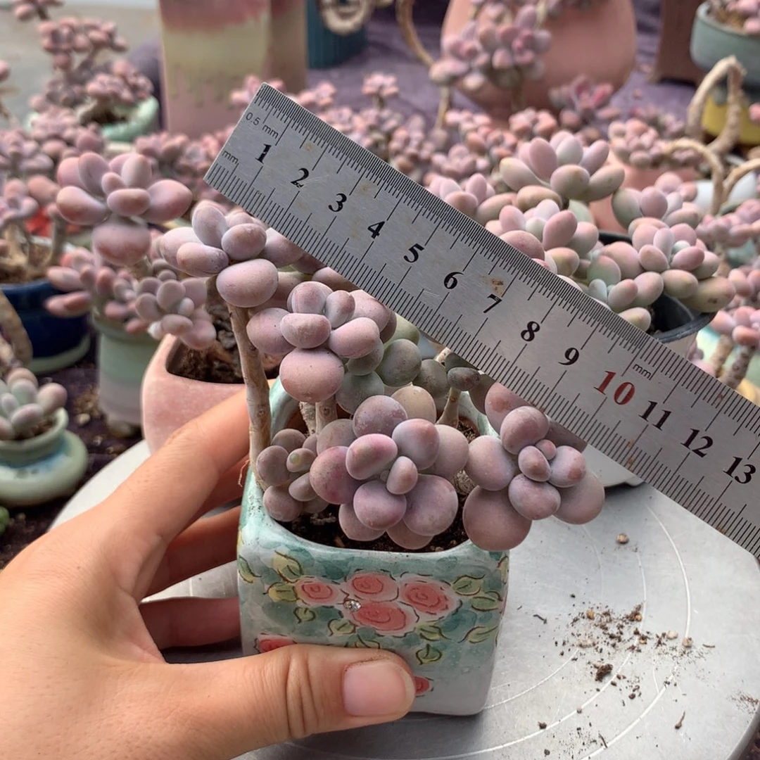 15感带盆偏远地区不包邮的