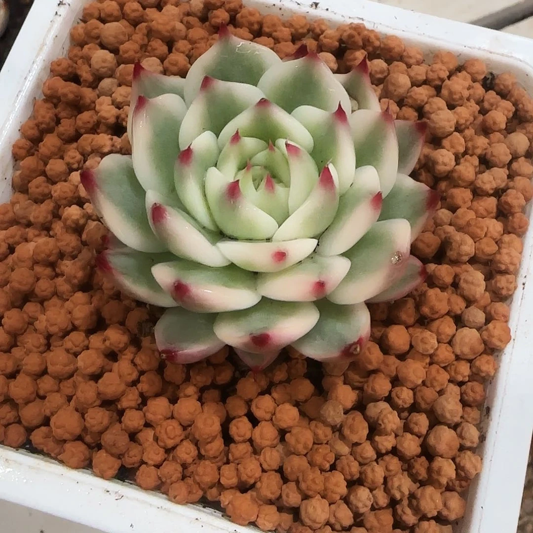 吉娃娃锦多肉植物锦