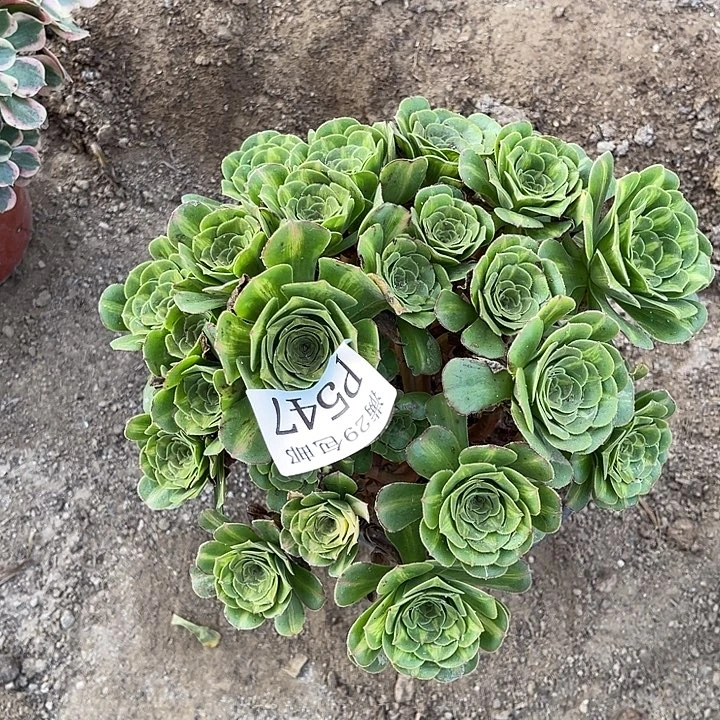 547翡翠琉璃多肉植物