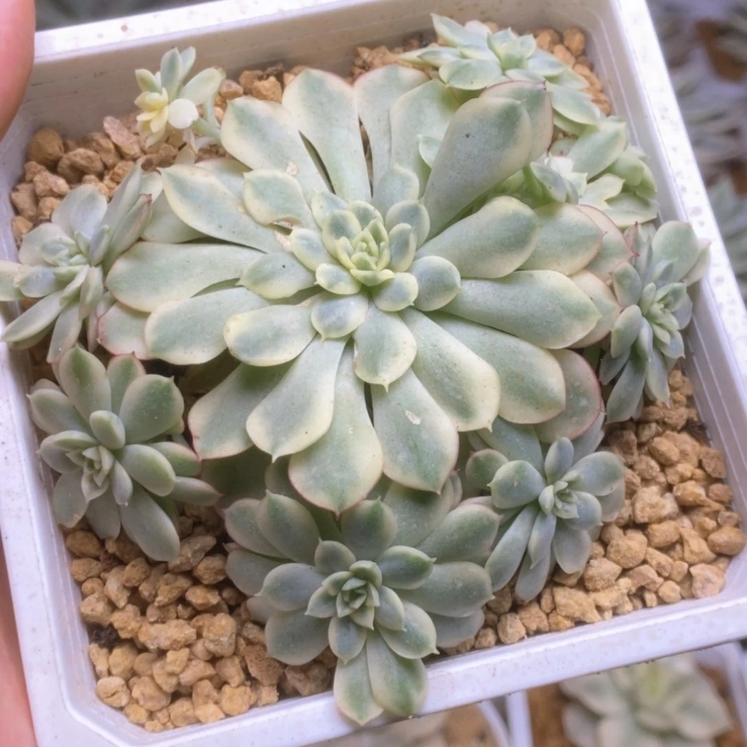 070锦锦锦锦锦锦锦锦锦