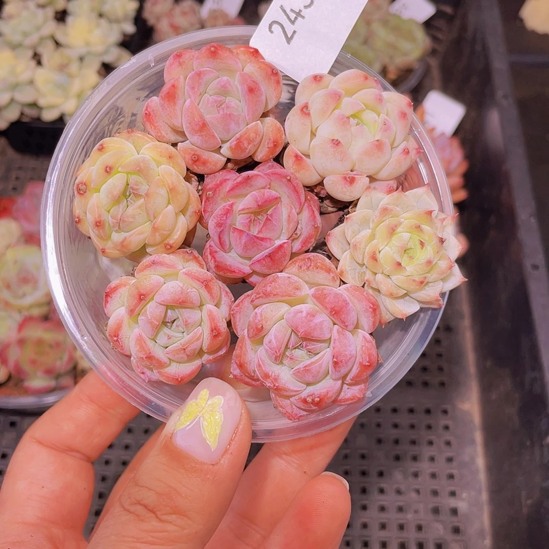 243。切糕。18 包邮