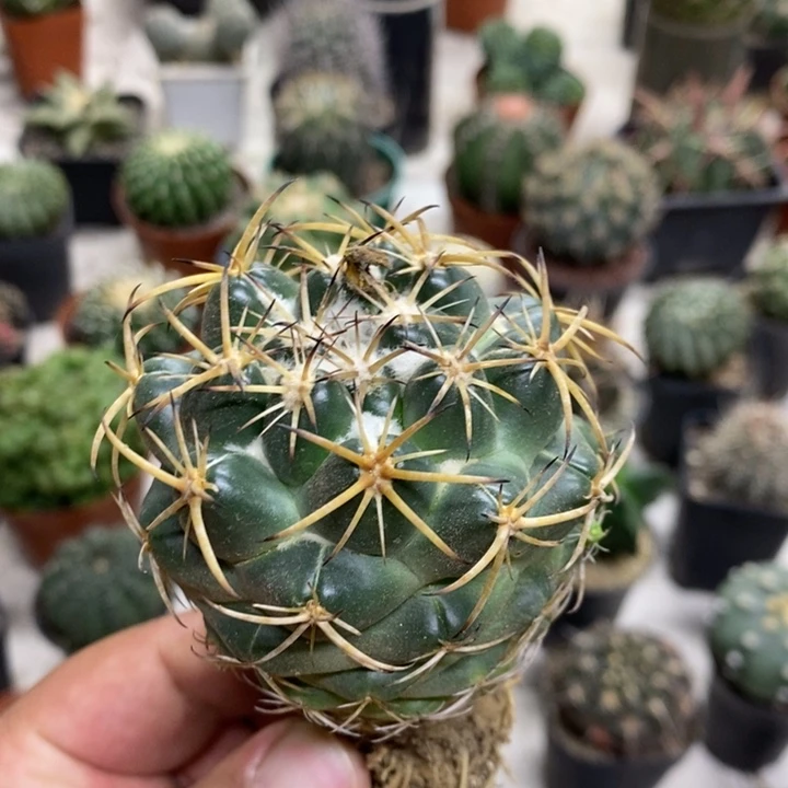 实生天丝象牙特价