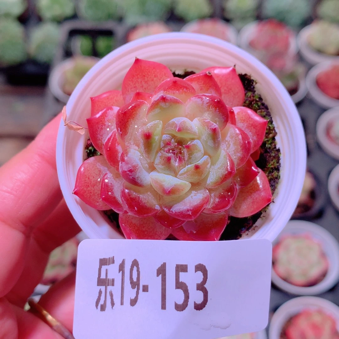 乐然19-153 秋池单头