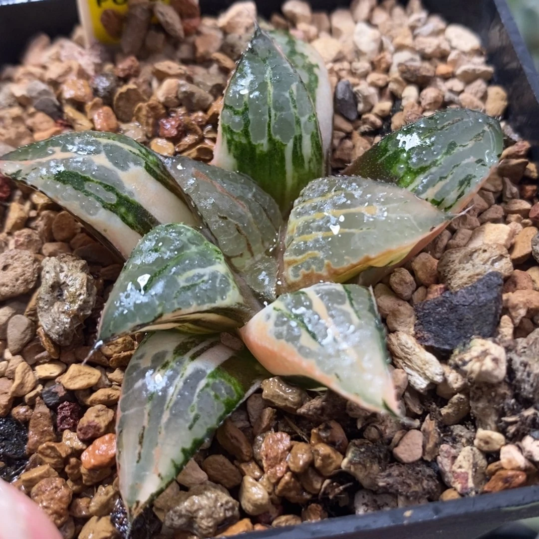556青木克锦一物一拍