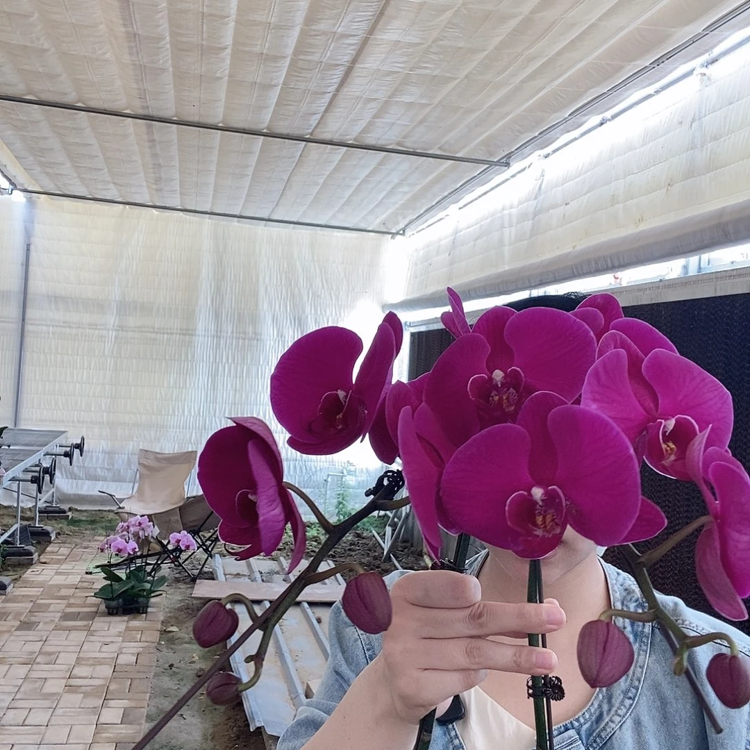 大部分开放少量花苞大辣椒三颗