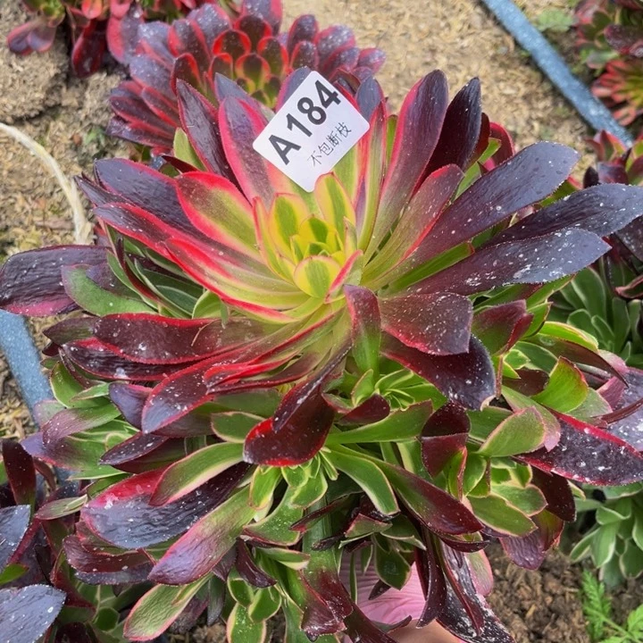 184金丝却多肉法师不包断枝