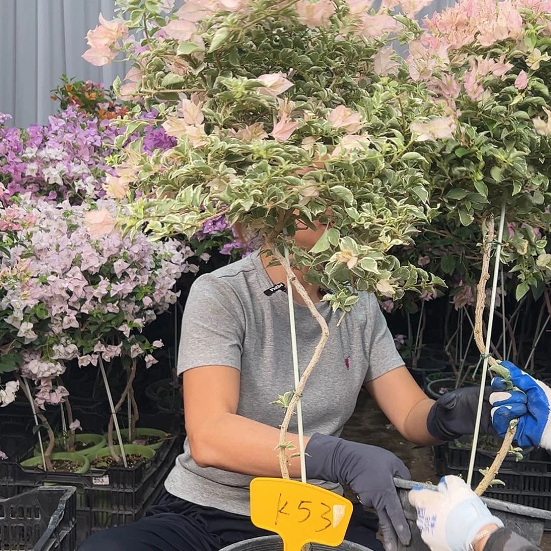 q***e大部分花苞少量开放K53少女心