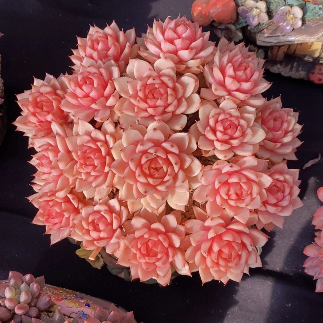 笨芭 一物一拍 多肉