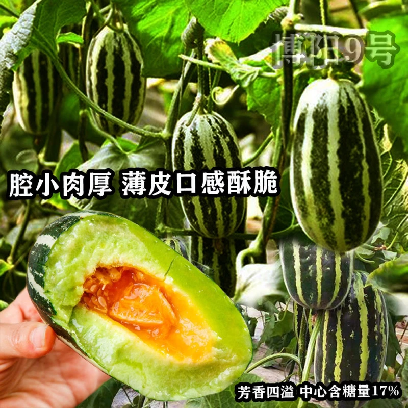 博阳九号甜脆酥香瓜种子大田大棚基地种植杂交花皮瓜种籽