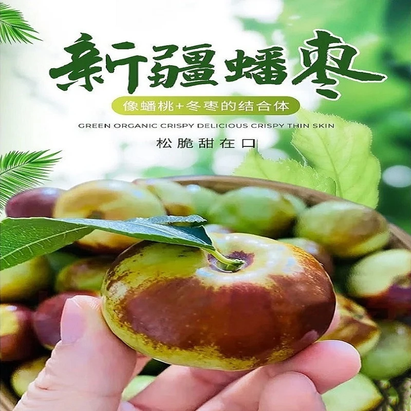 【沙漠蟠枣】正宗新疆沙漠蟠枣鲜枣现摘现发应季新鲜脆甜水果包邮