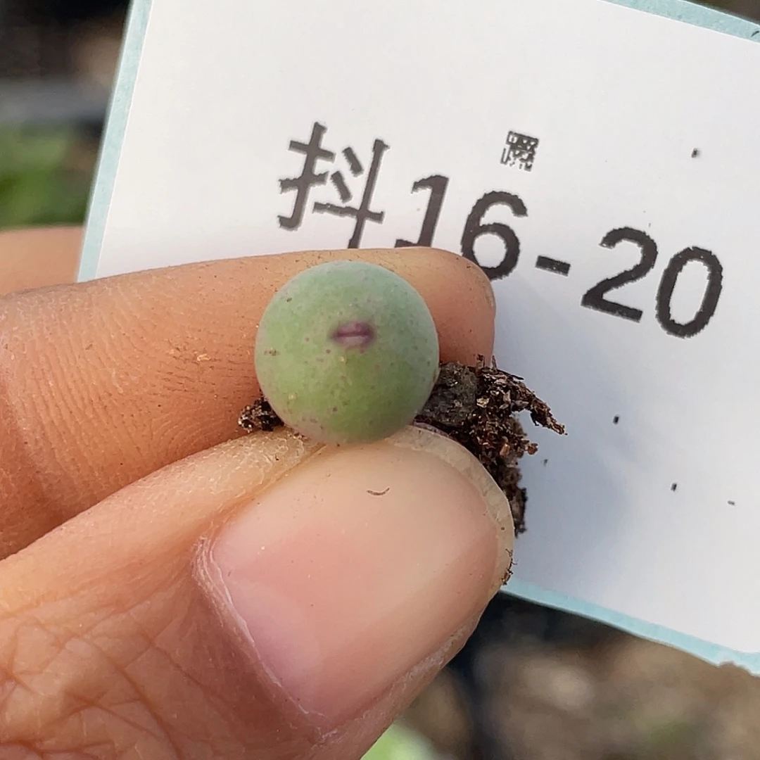 16-20嘴多肉植物肉锥