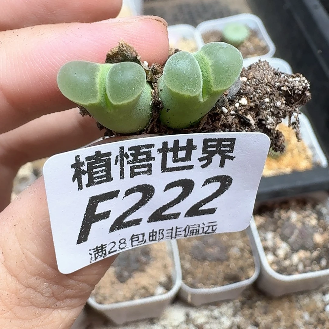 多肉植物的人生法v