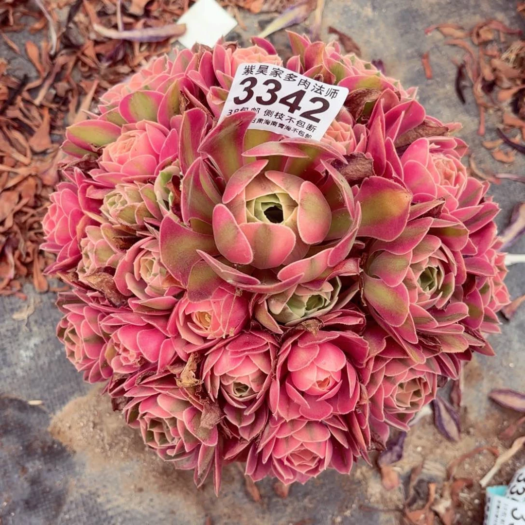 无花朵1棚法师000003342精品女巫