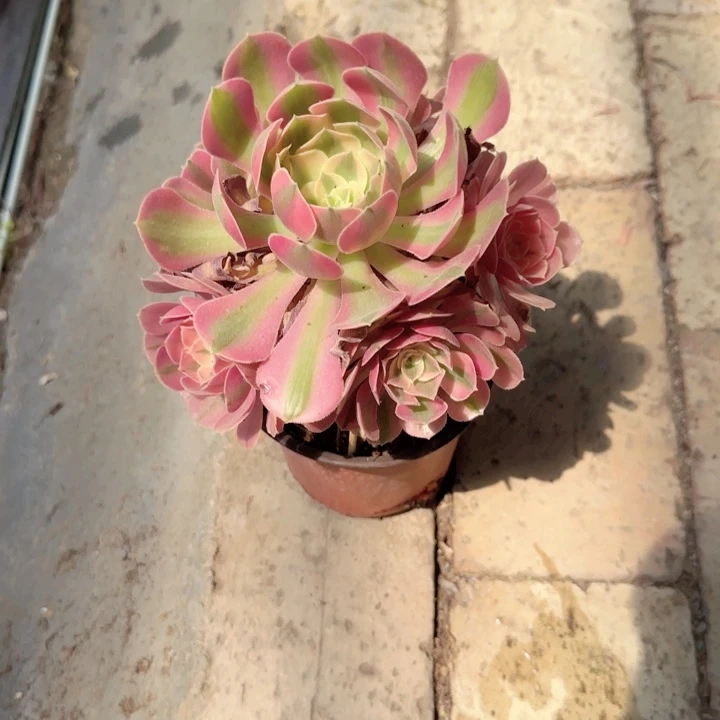 无花朵粉女巫特价多肉植物
