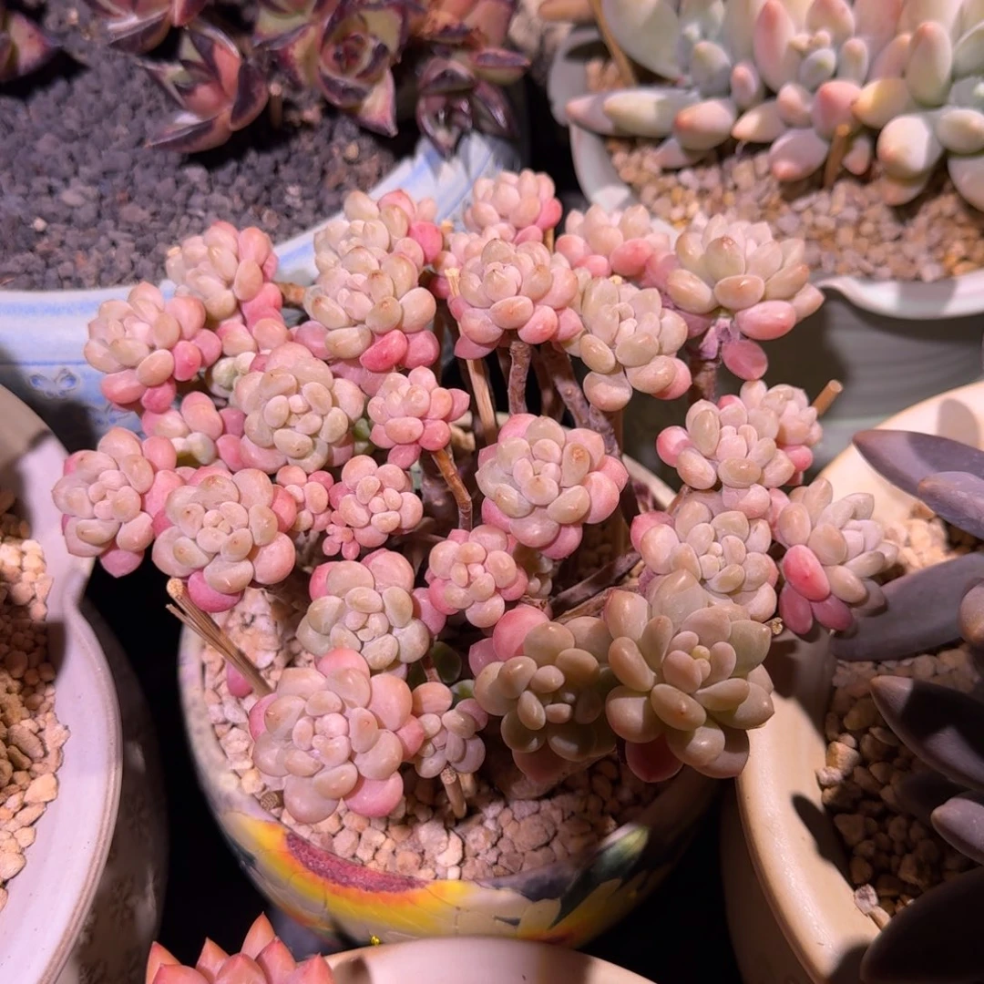 鱼子酱 群生 一物一拍