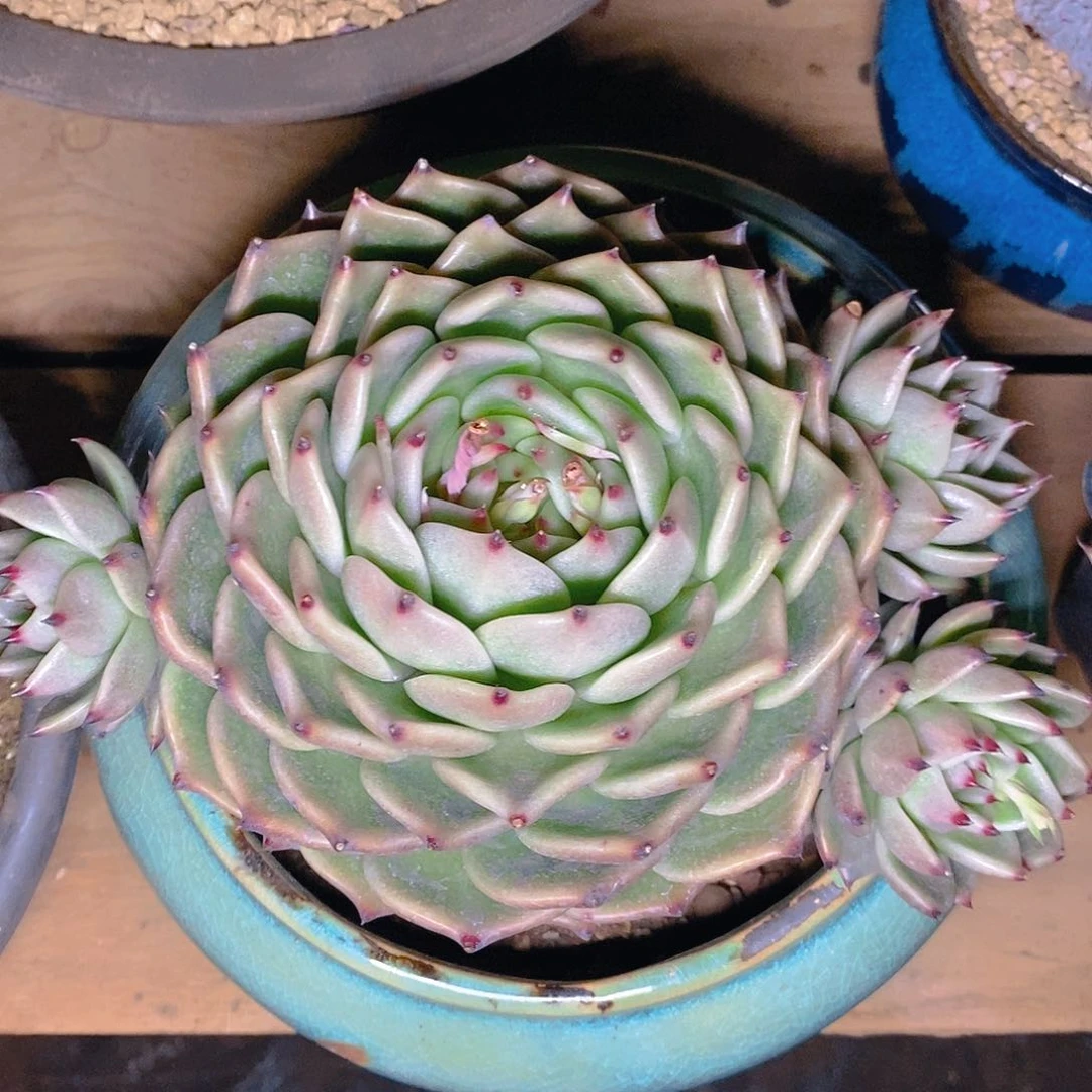 东植物托斯龙群群