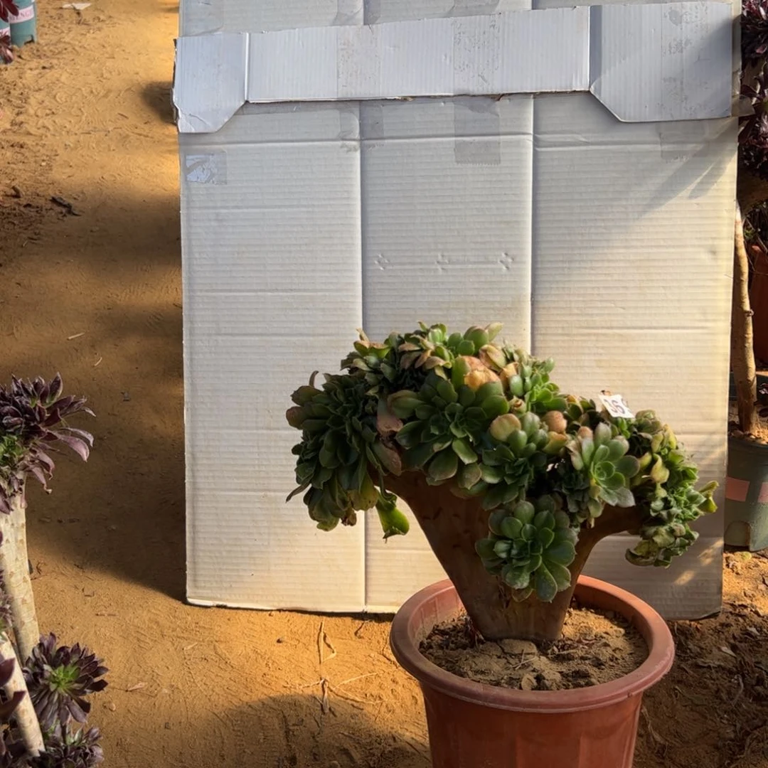 小叶香369官府33