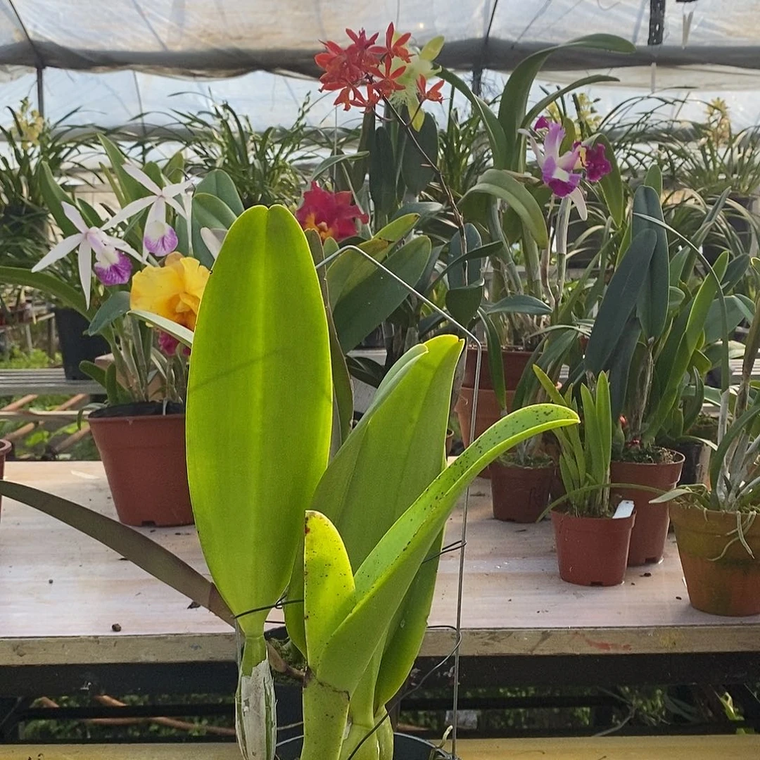 当前无花朵，栽培后可花朵海*北极熊