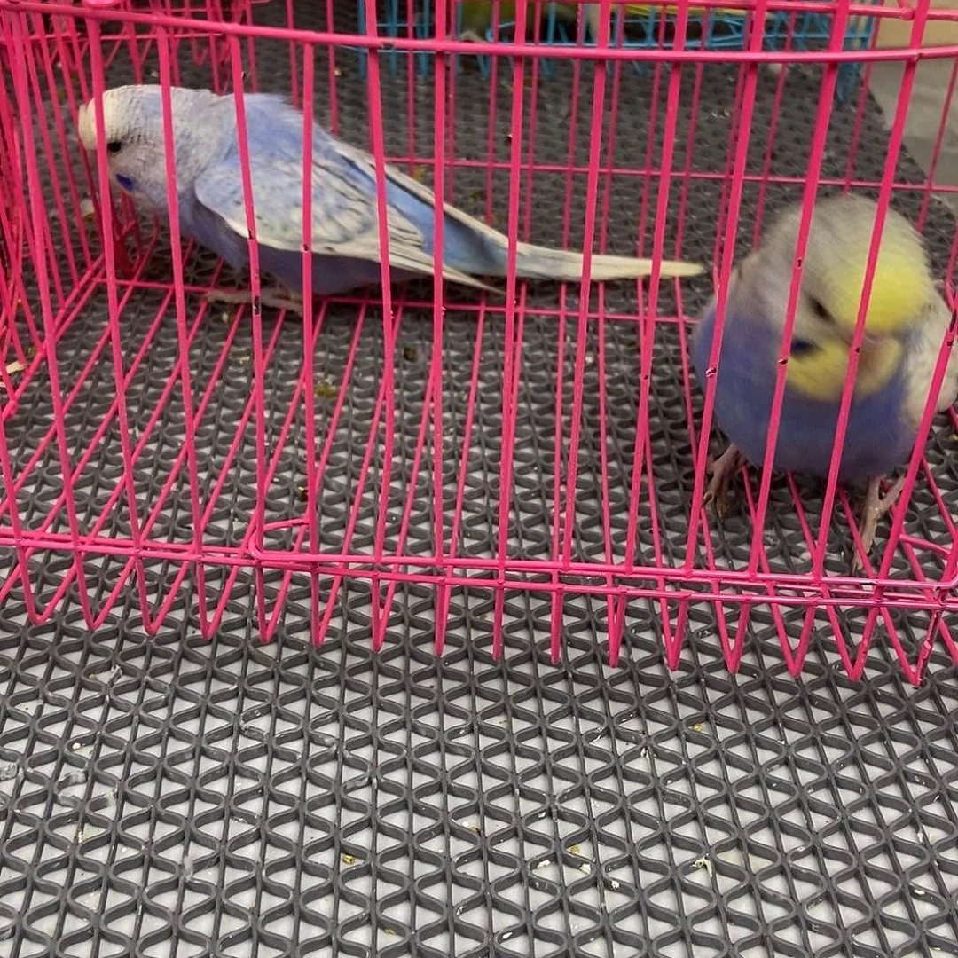 洁***店虎皮鹦鹉虎皮鹦鹉