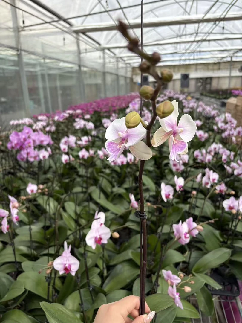 蝴蝶兰 甜美人 3.0寸杯 单花剑 带花带花苞《叶片微瑕介意勿拍》