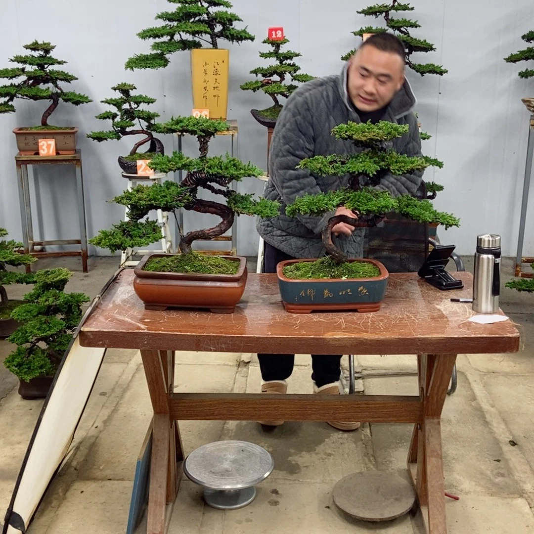 无花朵珍珠柏盆景