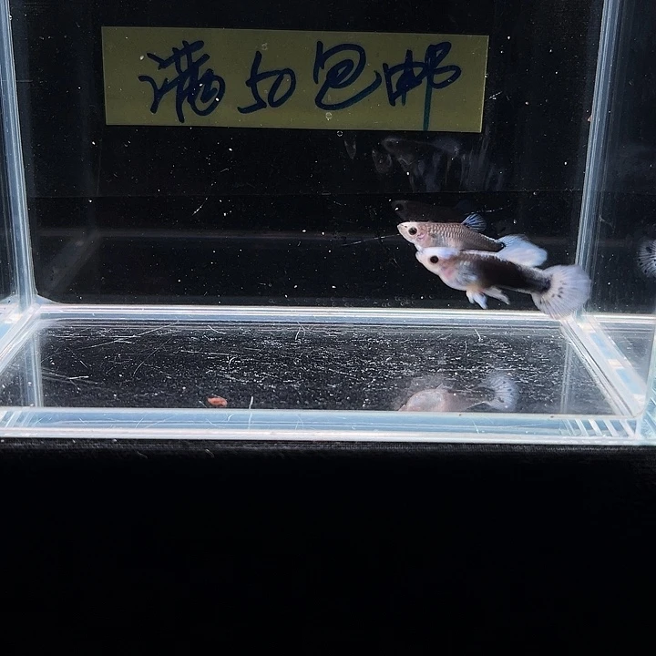 孔雀鱼蓝礼服小蓝帽