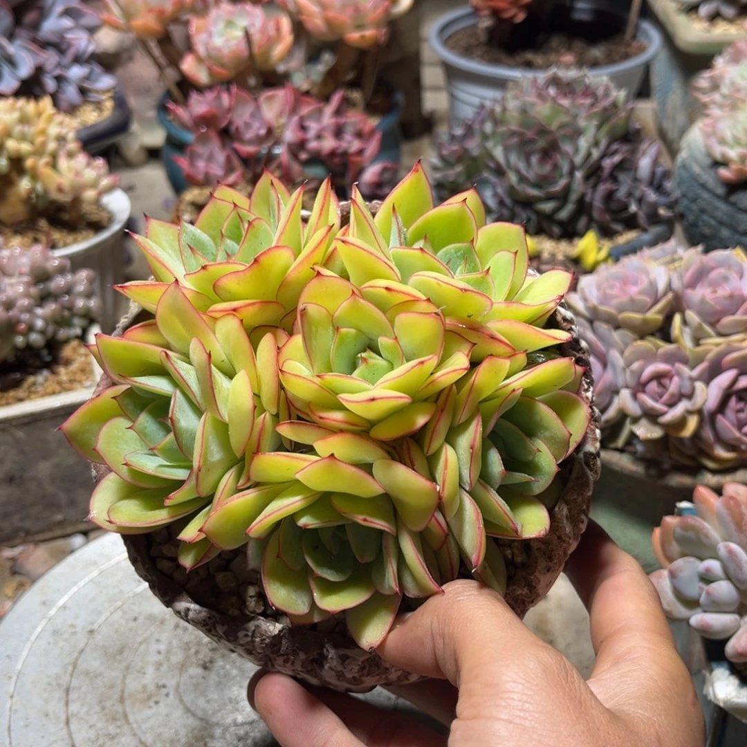 牡丹亭手捧多肉植物ruguoni