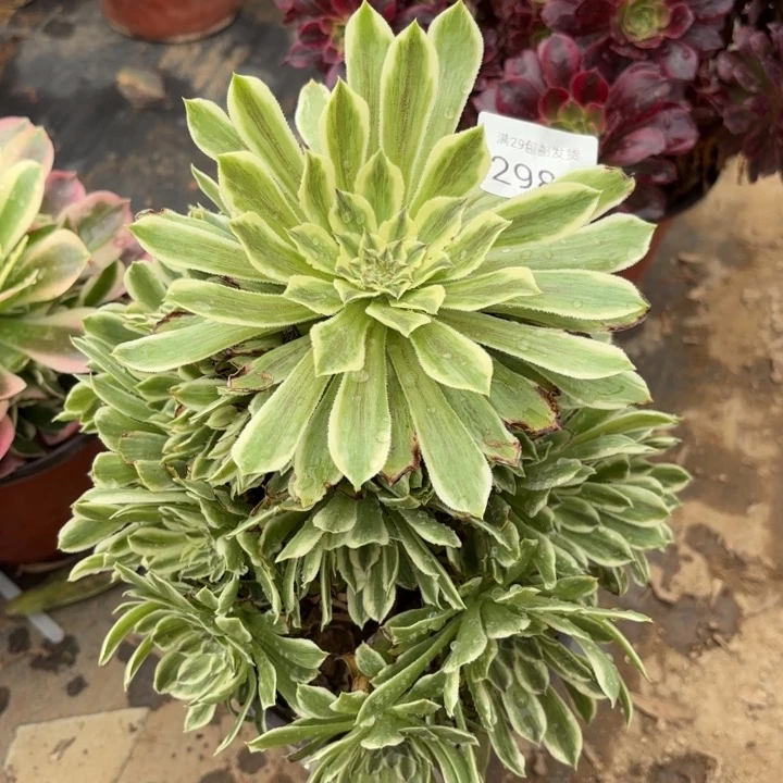 碧浪多肉法师2984