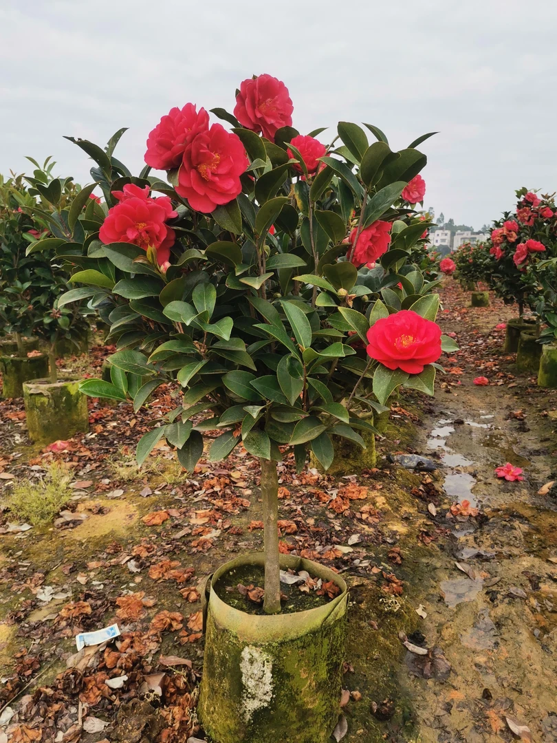 四季茶花盆栽带花苞耐寒阳台绿植室内外易活月季花树四季开花树