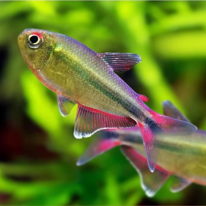 南美灯鱼包邮 绯红巧克力 1 血翅蓝帝 1 杏桃灯 1 赤焰绿翡翠 1