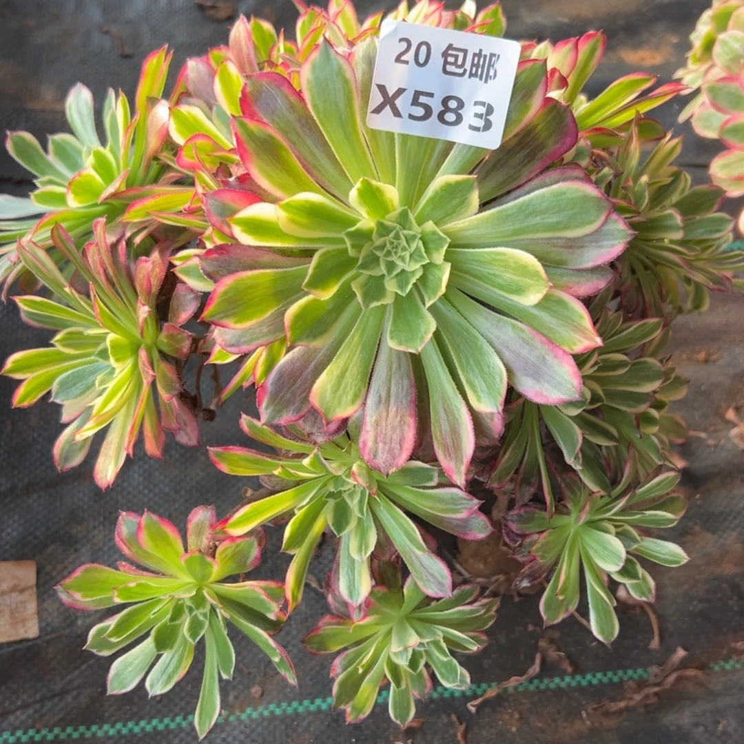 583天荷，多肉法师