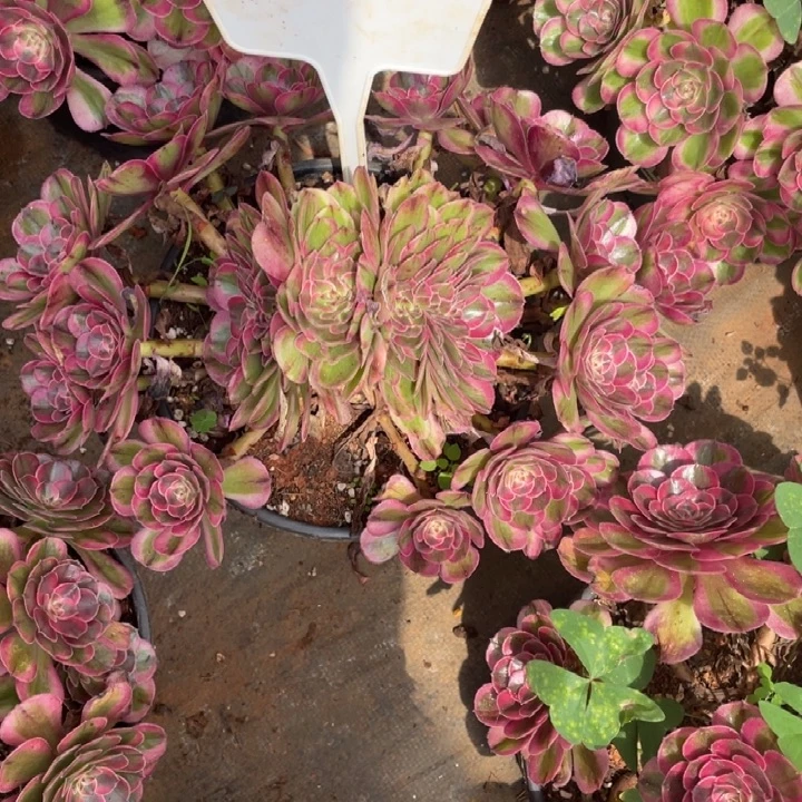 ****₄荔枝朵朵缀化10月中发货