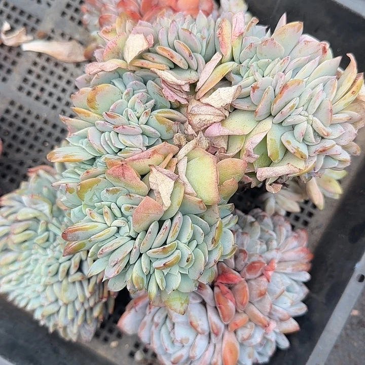 安***儿青蛙王子儿童牙膏11