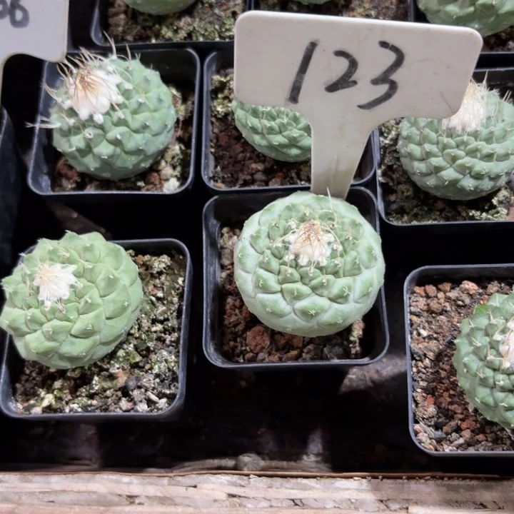 辉***123实生菊水好养皮实