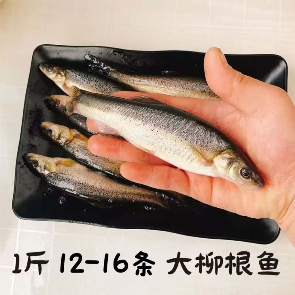 (鱼小妹专属)东北柳根鱼活鱼现冻现发发货全国顺丰包邮