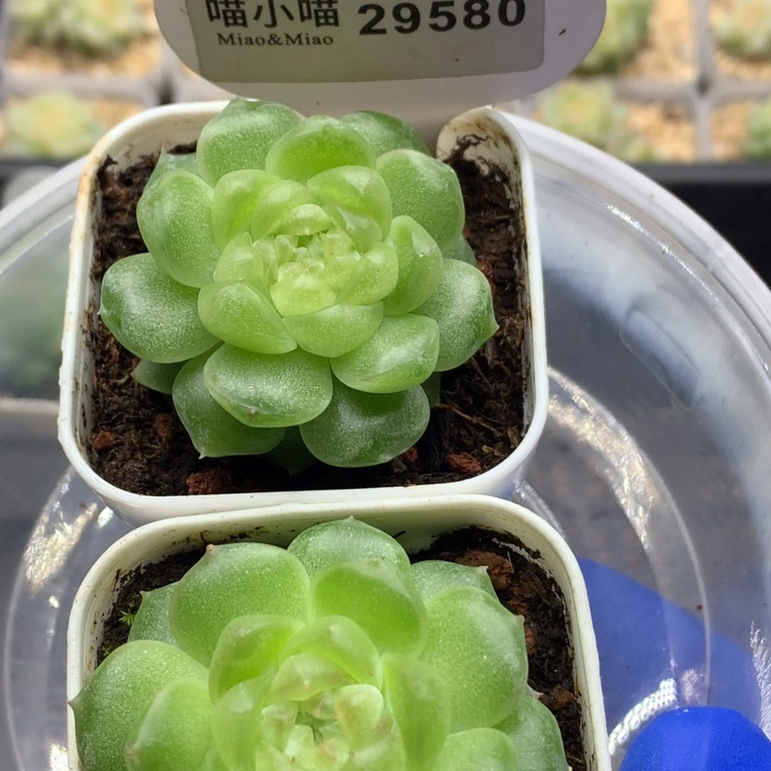 ****財多肉植物杂交珍妮