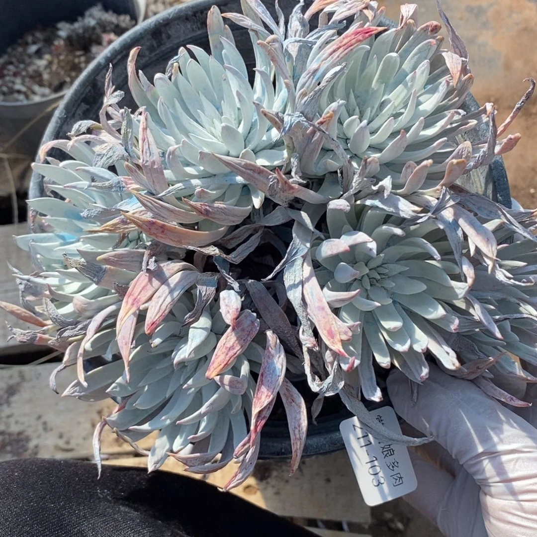 103号白菊杂粗腿子