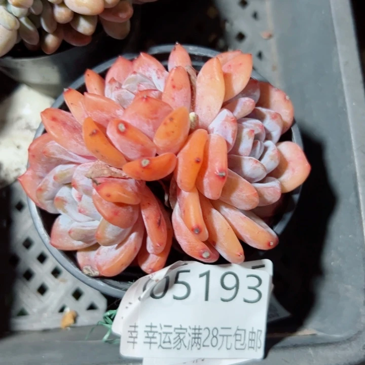 幸运的是我还没遇到过这样
