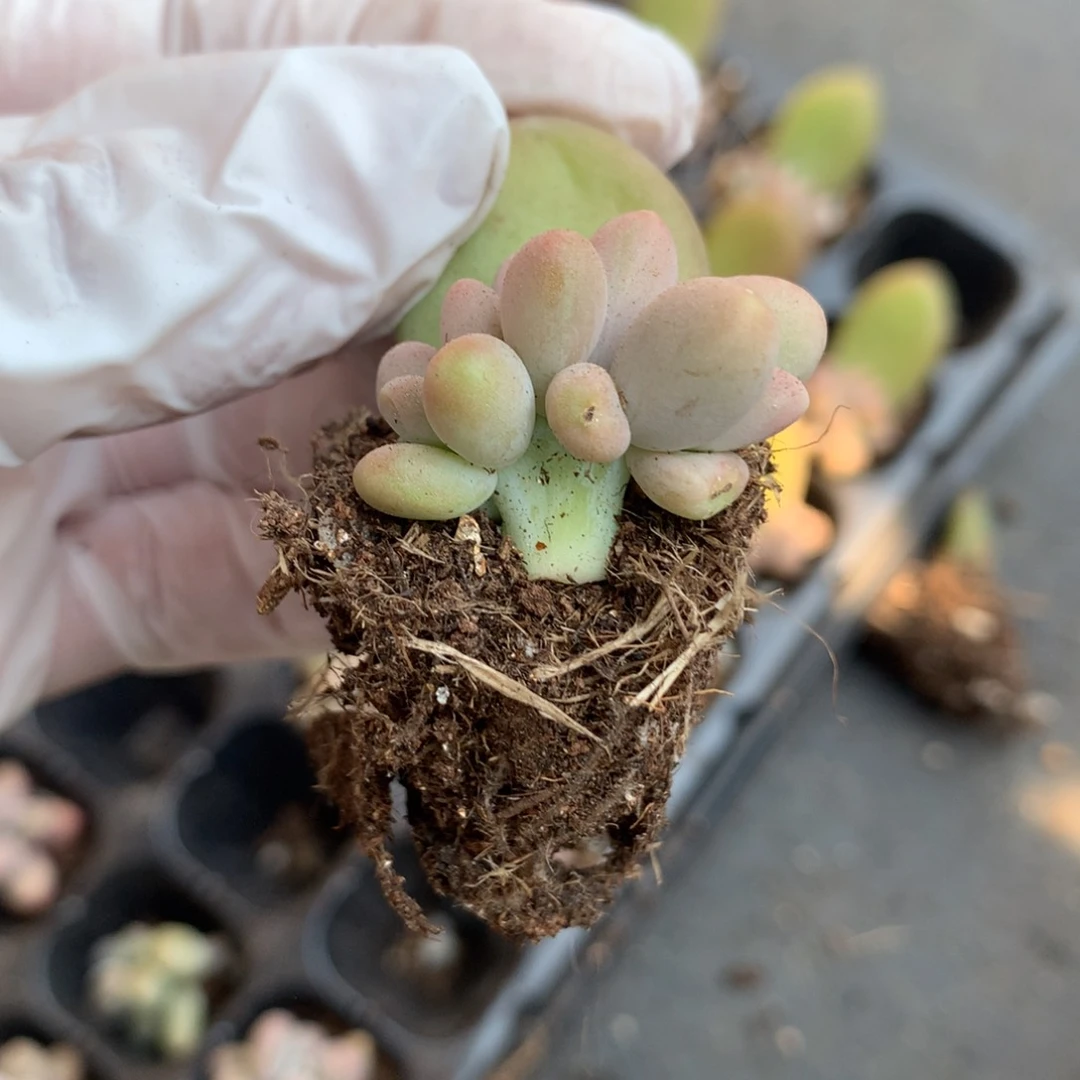 芒果奶酪多肉小树芒果奶