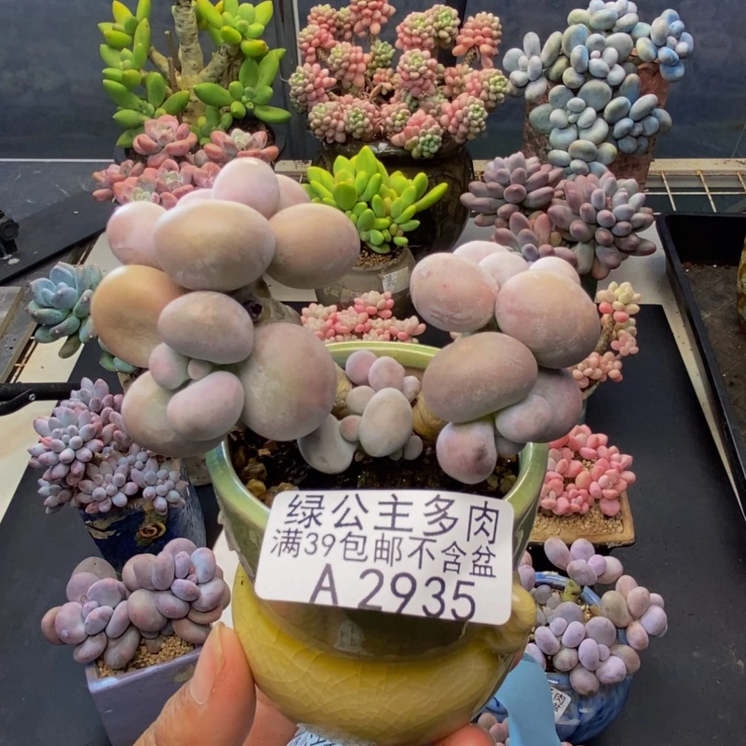 935芭比奶多肉6c m