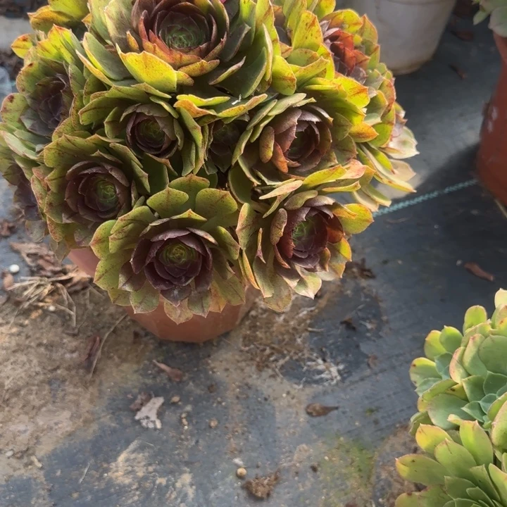 26-36拉丝多肉不包售后